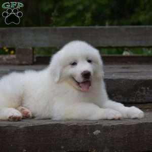 Silas, Great Pyrenees Puppy